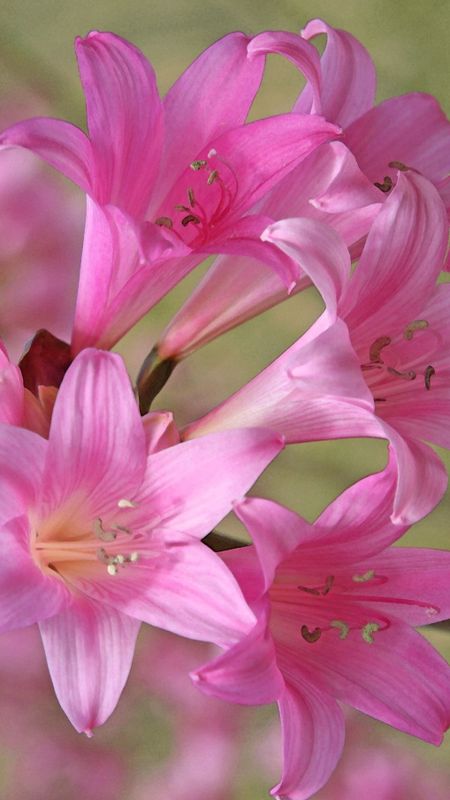 Pink Lily | Adorable | Background Wallpaper Download | MobCup