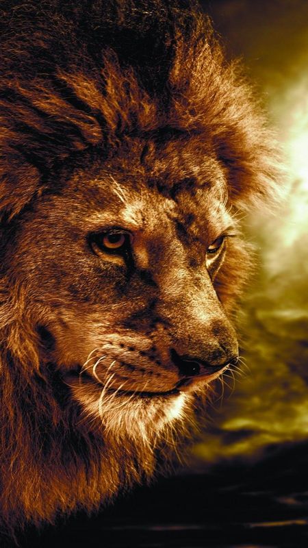 Danger Lion - Lion - Digital Art Wallpaper Download | MobCup