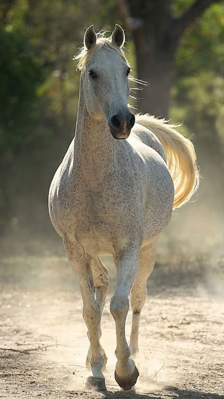 Horse Wallpaper Designs You Will Love  Beautiful Horse Wallpaper Designs  for 2023