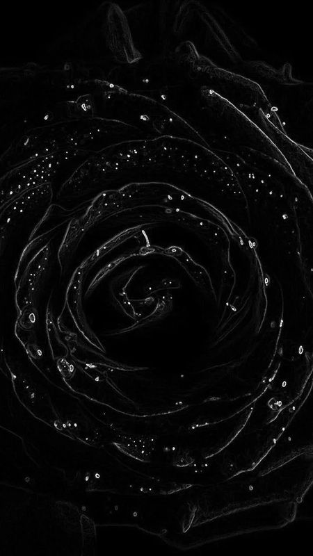 Black Rose - Dark - Rose Wallpaper Download | MobCup