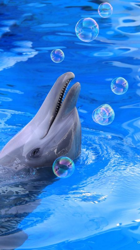 Dolphin 3D Live Wallpaper 2.6 Free Download