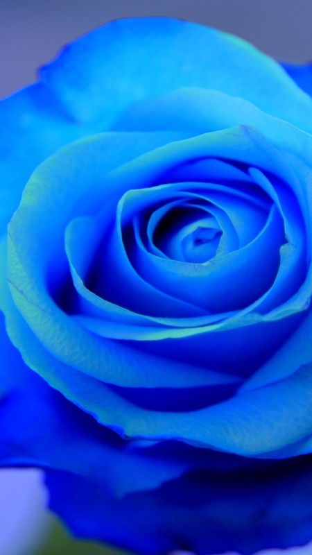 Blue Rose - Beautiful - Rose Flower Wallpaper Download | MobCup