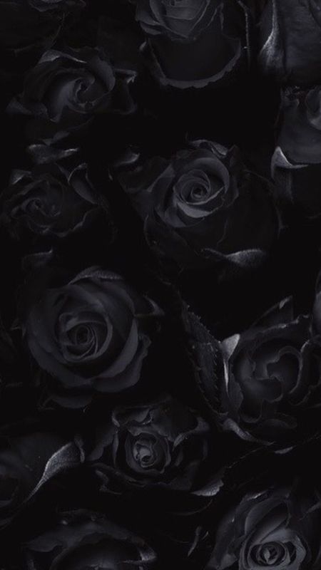 Black Rose  Roses Wallpaper Download  MobCup