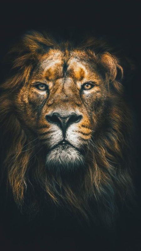 Dark Fierce Lion Face Macro iPhone 8 Wallpapers Free Download