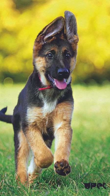 German Shepherd Dog | Shepherd | Cute Dog Wallpaper Download | MobCup