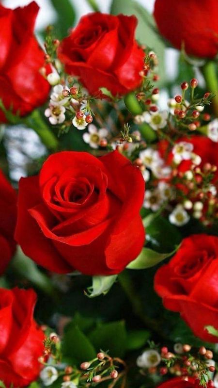 Beautiful Red Rose Flower | Rose Wallpaper Download | MobCup