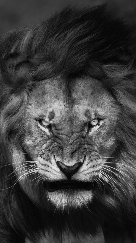 Angry Lion - Scary Look Wallpaper Download | MobCup