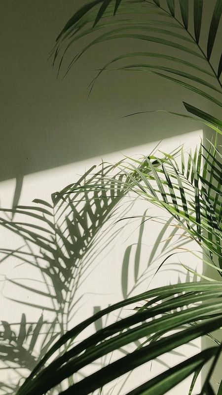 Green Aesthetic | Palm Tree Wallpaper Download | MobCup