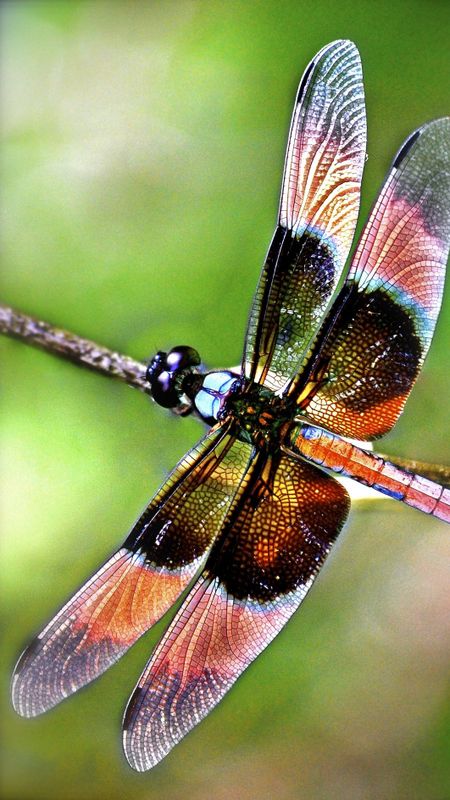 Dragonfly Wallpapers  Top Free Dragonfly Backgrounds  WallpaperAccess
