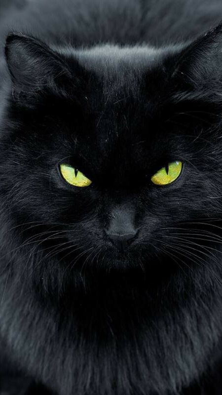 Black Cat | Kitty Cat Wallpaper Download | MobCup