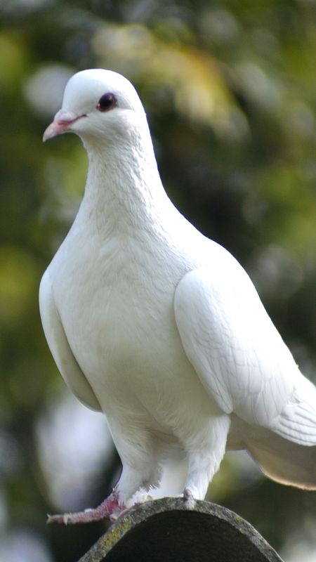 Bird | White Pigeon Wallpaper Download | MobCup