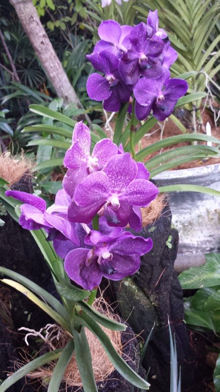 Vanda Orchid | Purple Vanda Orchid Wallpaper Download | MobCup
