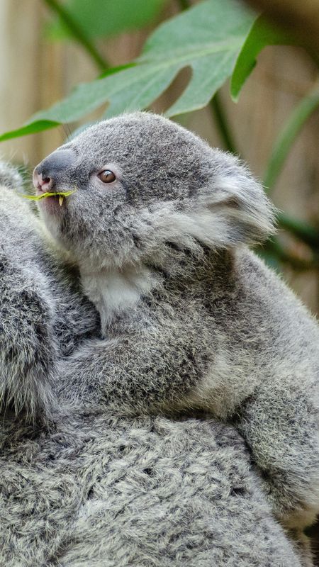 Cute Animals Baby koala Wallpaper Download | MobCup
