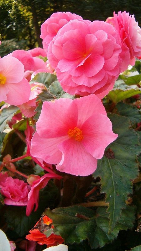 Begonia | Pink Flower Wallpaper Download | MobCup