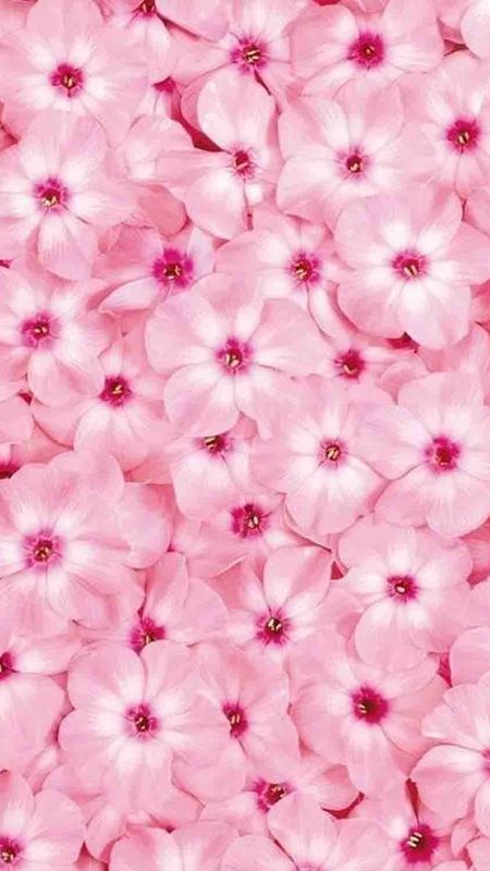 Pink floral background - 73 photo