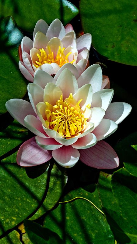 Water Lily | Beautiful Flower Wallpaper Download | MobCup