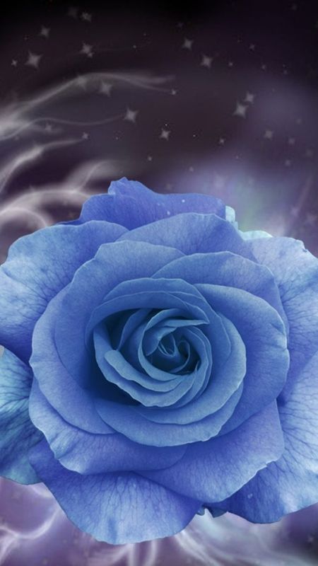 Blue Rose - Beautiful Background - Flower Art Wallpaper Download | MobCup