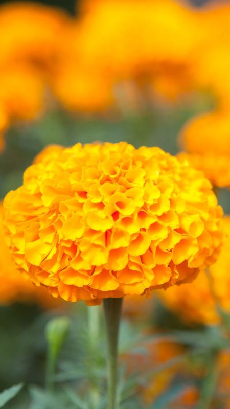 Marigold | Yellow Flower Wallpaper Download | MobCup
