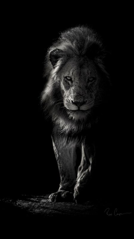 Black Lion | Background Wallpaper Download | MobCup