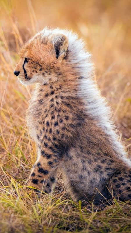 Cute Baby Animals  Cheetah Cub Sidelook Wallpaper Download  MobCup