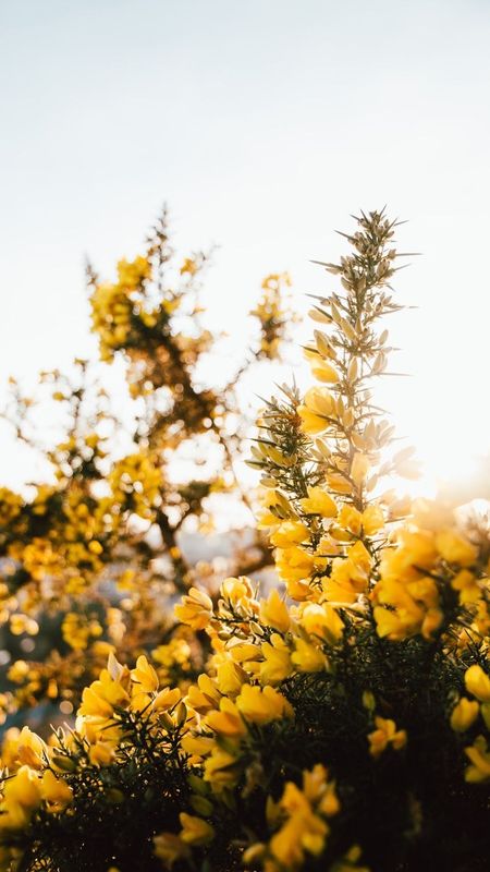 Yellow Aesthetic | Flowers Wallpaper Download | MobCup