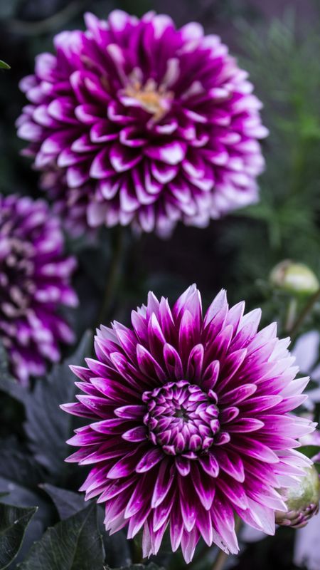 Dahlia | Purple Wallpaper Download | MobCup