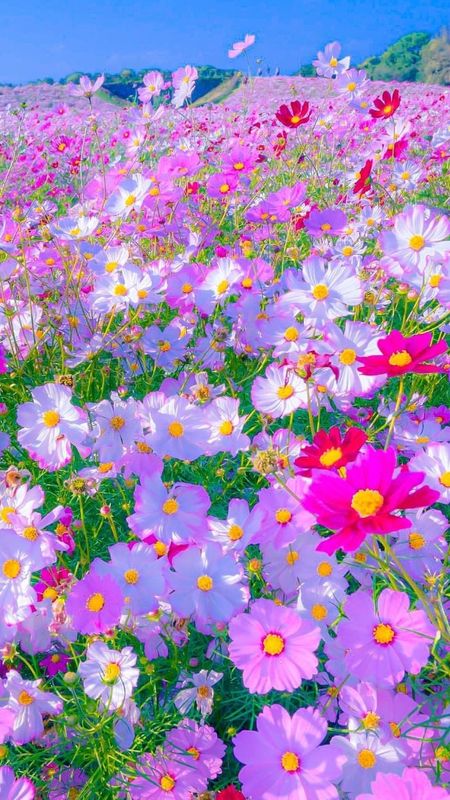 Flower Garden Backgrounds (47+ pictures)