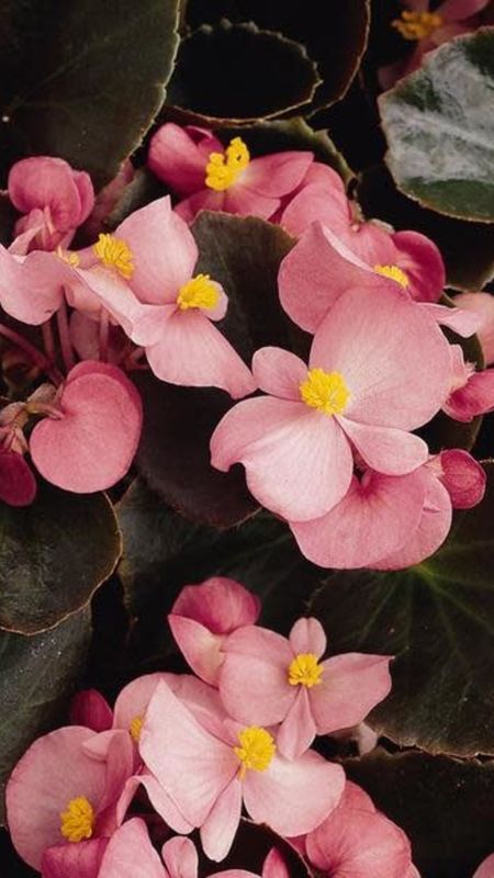 Begonia | Pink | Flower Wallpaper Download | MobCup