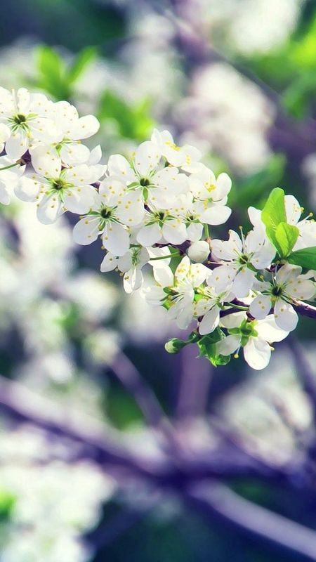 Hd Flower - White Floral - Tree Branches Wallpaper Download | MobCup