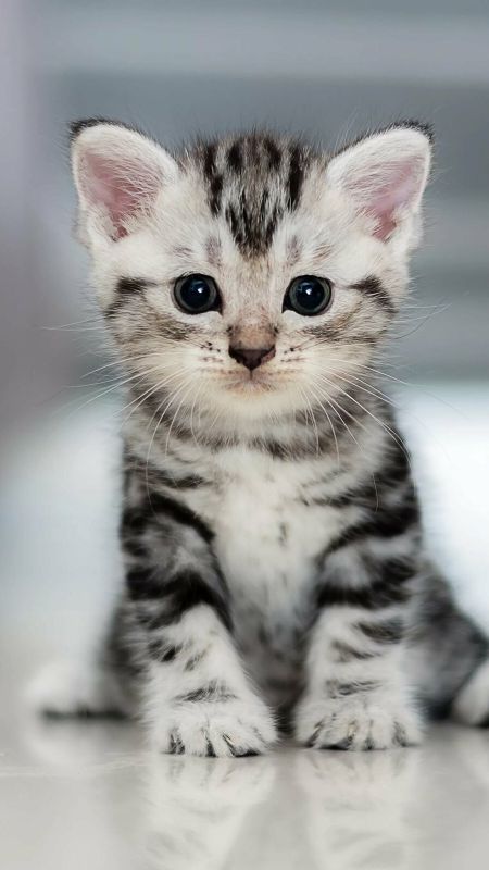 Cute Baby Cat | Cute Cat | Kitten Wallpaper Download | MobCup