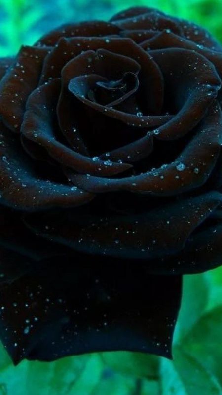 Wallpaper Black Rose, Rose, Black, Flower, Goth Subculture, Background -  Download Free Image
