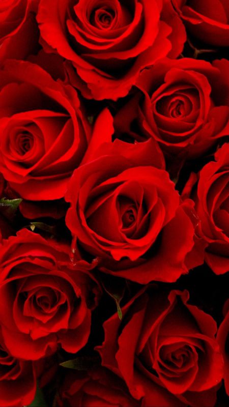 Red Rose | Red Roses Wallpaper Download | MobCup