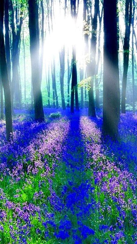 Shining - Blue Forest Wallpaper Download | MobCup