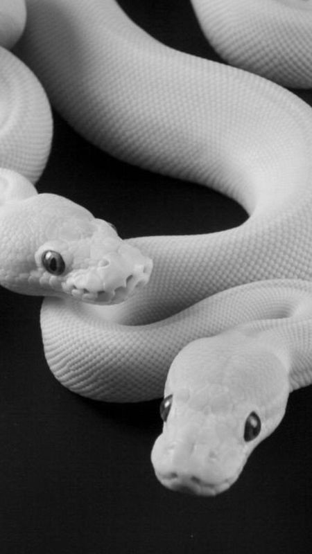 Snake | White Snake Wallpaper Download | MobCup