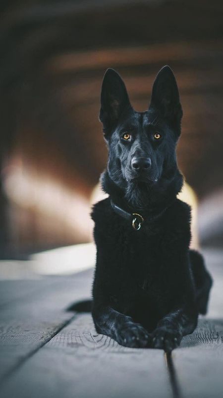 black german shepherd wallpaper