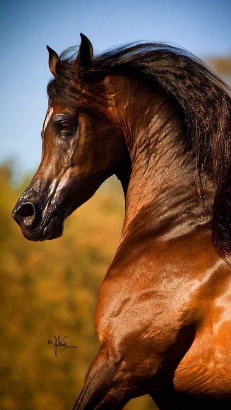 25+Seven Horses Wallpapers | 7 Horses Running HD Wallpapers Download