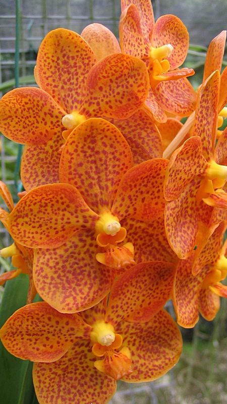 Vanda Orchid | Orange Vanda Orchid Wallpaper Download | MobCup