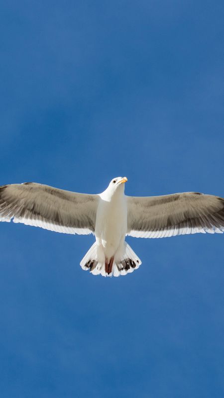 HD wallpaper: four flying white birds, seagull, wing, blue, nature, clouds  | Wallpaper Flare