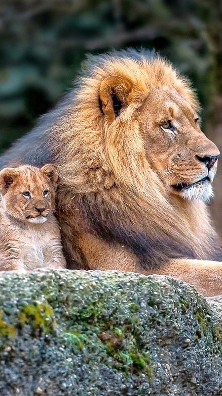 Lion Family Pictures  Download Free Images on Unsplash