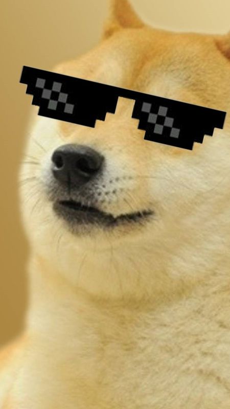 Funny Memes - Cool Dog Wallpaper
