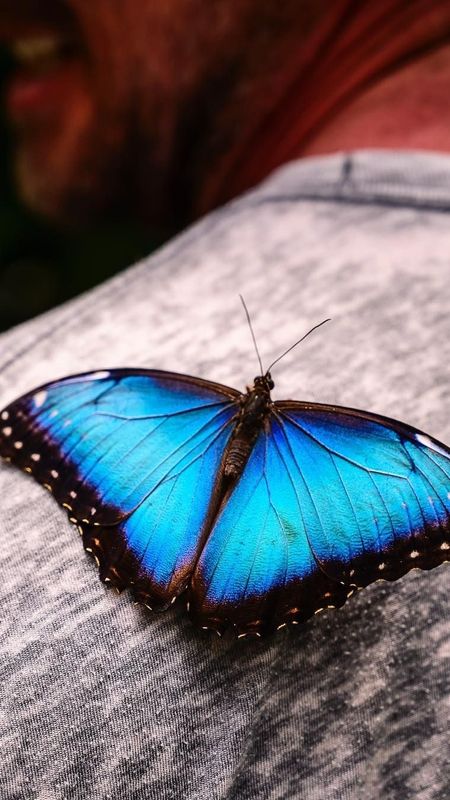 Blue Butterfly | Beautiful Aesthetic Wallpaper Download | MobCup