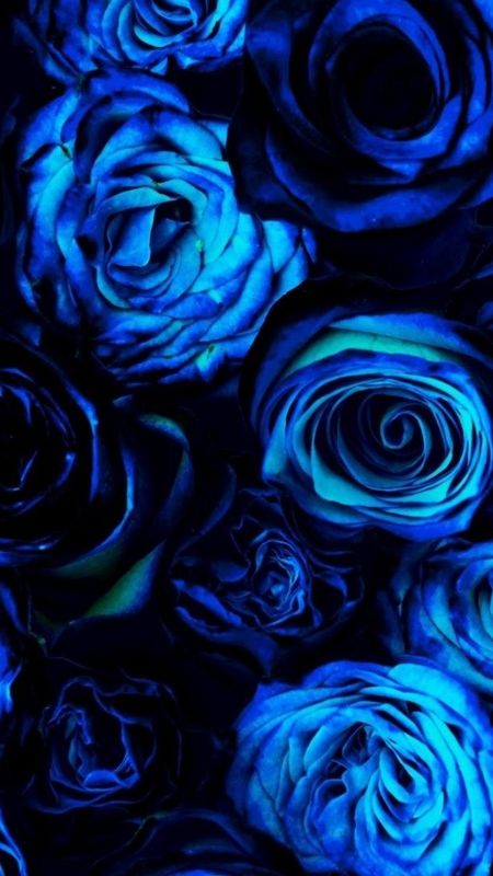 Blue Rose iPhone 7 Wallpaper