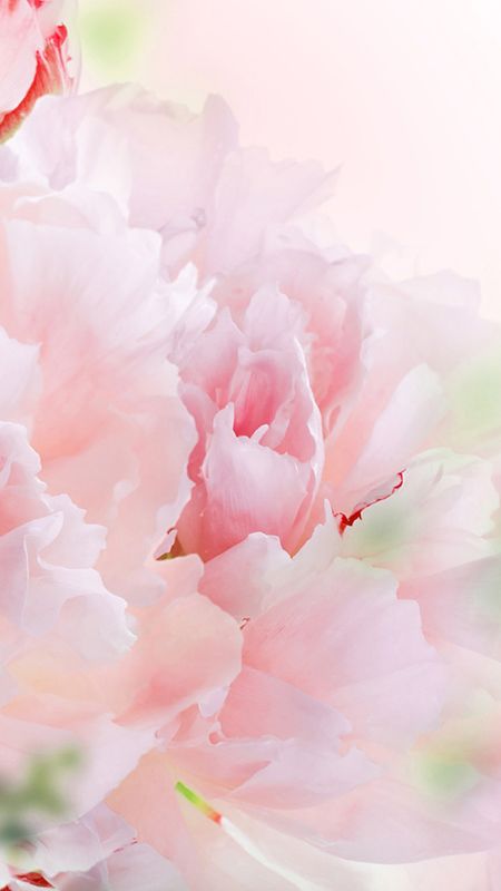 Free Photo | Aesthetic spring wallpaper with pink carnation