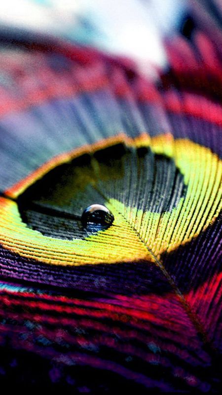 Peacock Feather - Colorful - Feather Art Wallpaper Download | MobCup
