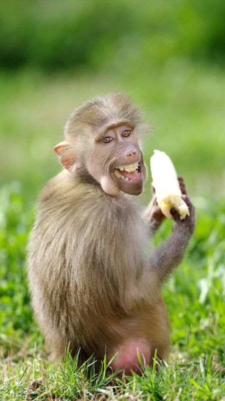 Funny | Funny Monkey Wallpaper Download | MobCup Funny | Funny Monkey Wallpaper Download | MobCup