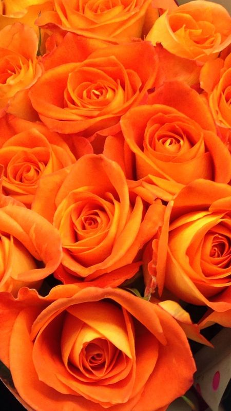 Orange Colour | Orange Colour Rose | Orange Rose Wallpaper Download | MobCup