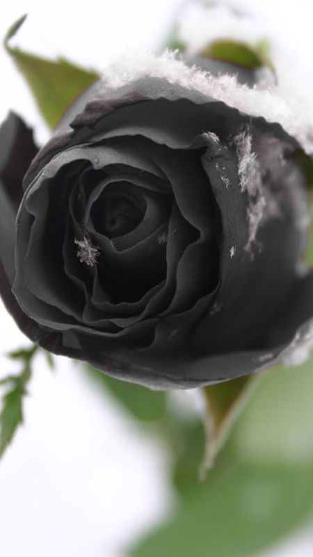 flowersnphoto@instagram on Pinno: 🥀🥀Beautiful Black Roses🥀🥀 📷  collected ....