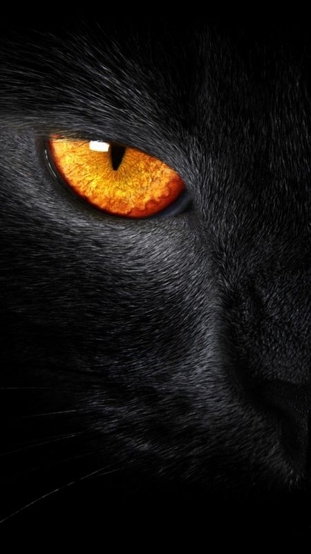 Black | Cat | Black Cat Eye Wallpaper Download | MobCup