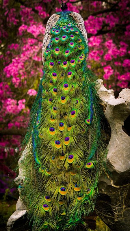33 Peacock ideas in 2023 | peacock pictures, beautiful birds, peacock art