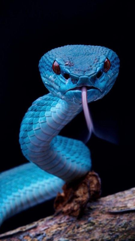 Snake | Viper Blue Snake Wallpaper Download | MobCup